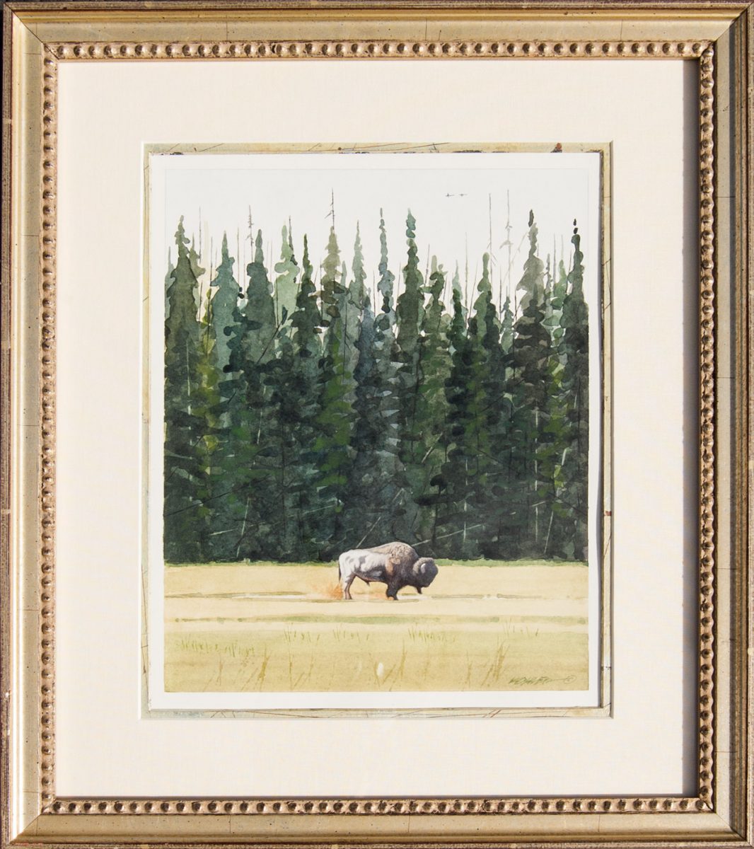 Watercolor painting of a buffalo by artist J Mark Kohler
