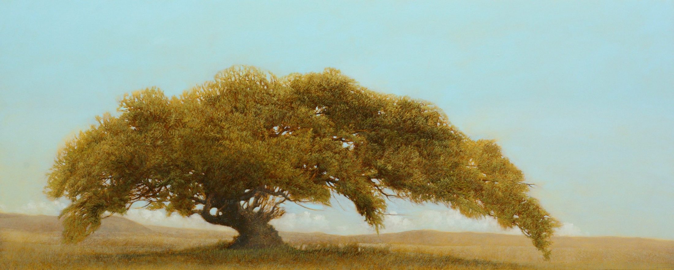 La Baiyella tree painting by Robert Marchessault